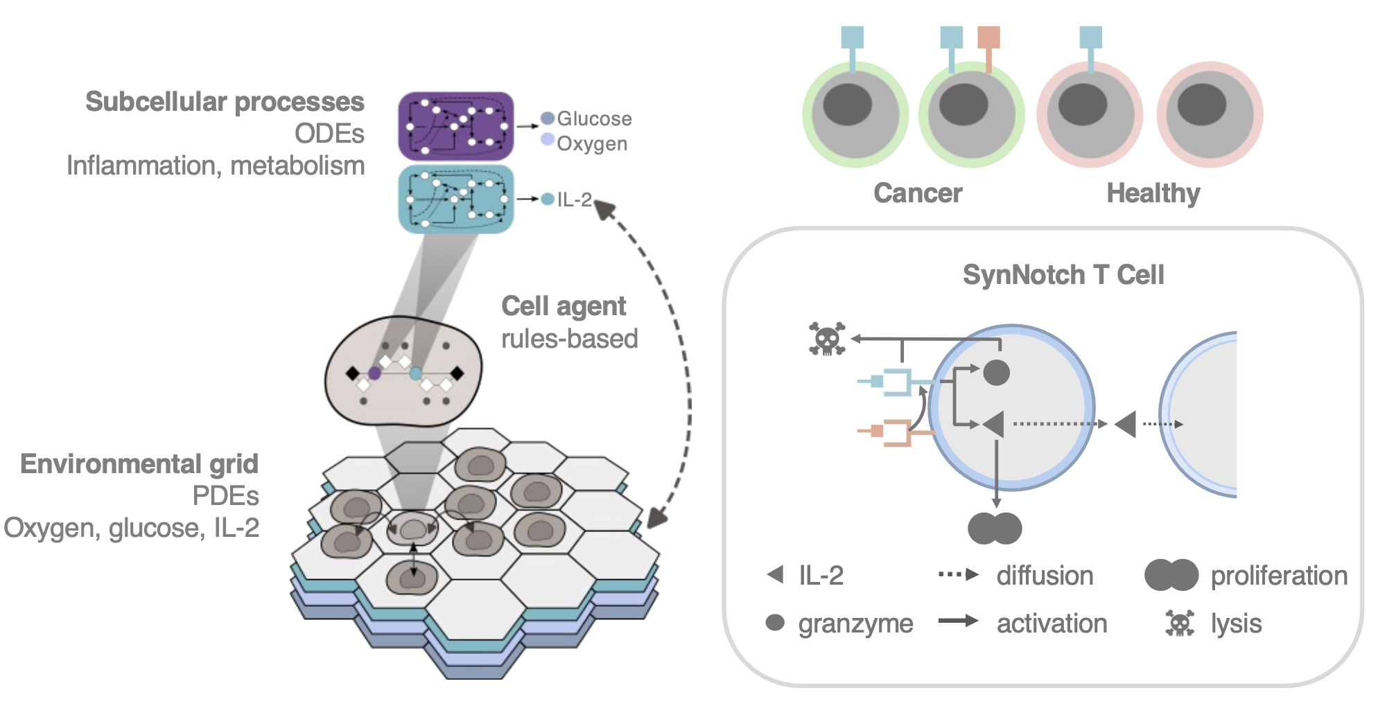 Model prediction of SynNotch CAR T therapy successes and pitfalls