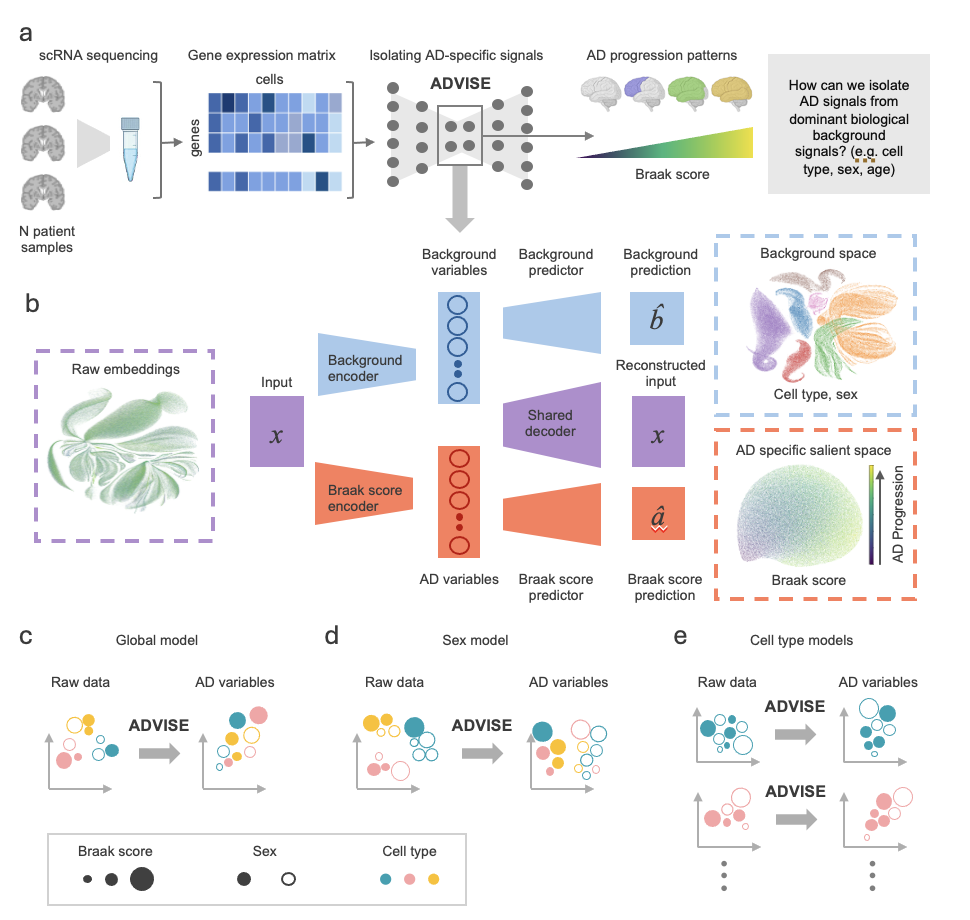 Disentangling context-specific Alzheimer's Disease progression signatures through an explainable AI framework